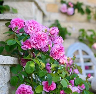 A David Austin Gertrude Jekyll® (Ausbord) English Climbing Rose growing up a set