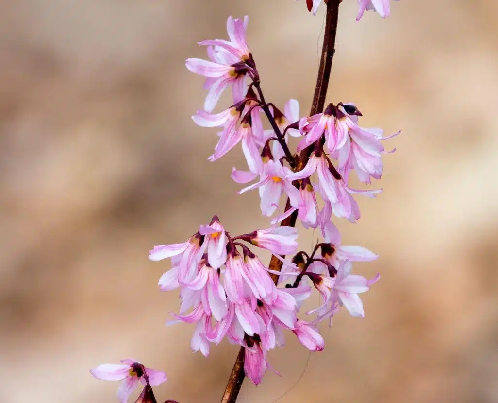 Abeliophyllum Distichum Roseum Shrubs